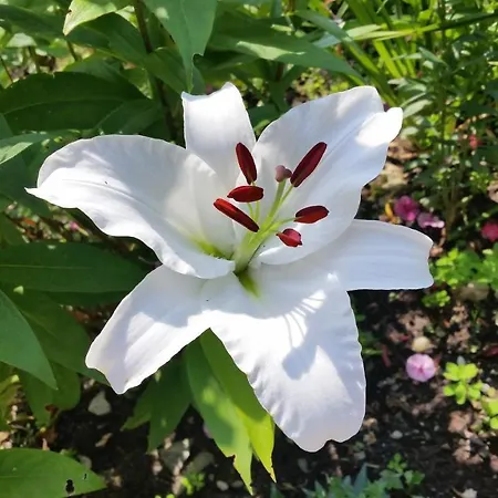 Bed & Breakfast Haus Silvia Kraml