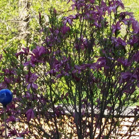 Haus Silvia Kraml Bed & Breakfast Schladming