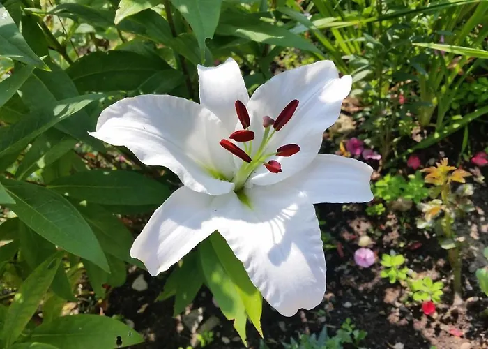 Alojamento de Acomodação e Pequeno-almoço Haus Silvia Kraml