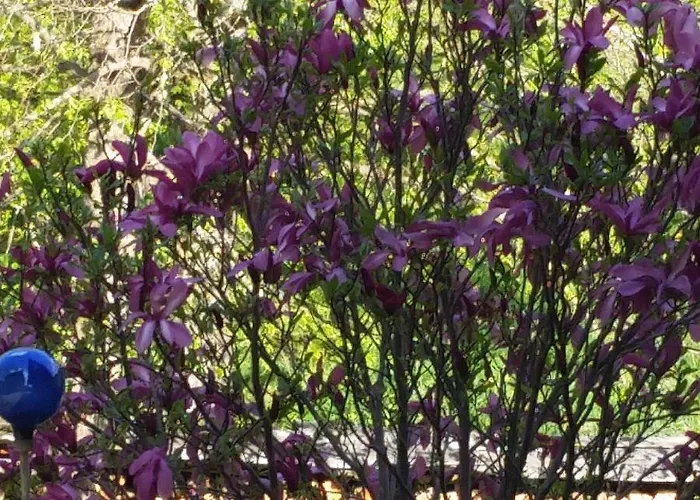 Haus Silvia Kraml Nocleg ze śniadaniem Schladming